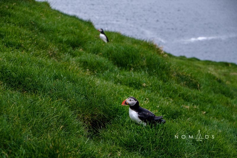 puffins
